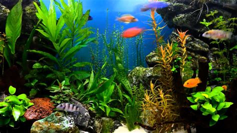 fish tank background paper|fish tank backgrounds 5 gallon.